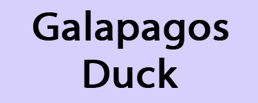 Galapagos Duck